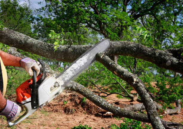 Reliable Milledgeville, GA Tree Removal Services Solutions